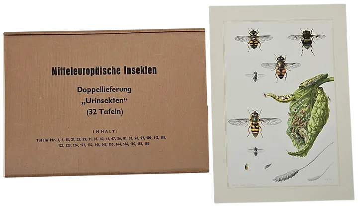 Mitteleuropäische Insekten - Anhangsweise Spinnentiere und Tausendfüssler - Erich Cramer - Bild 4