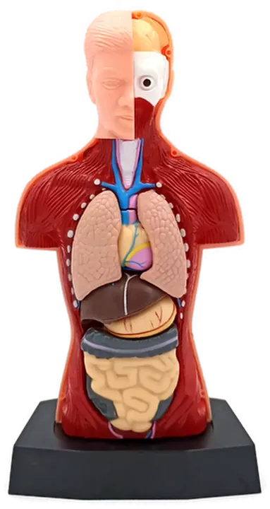 Anatomie Modell Torso des Menschen - Lehrmodell mit Organe  - Bild 2