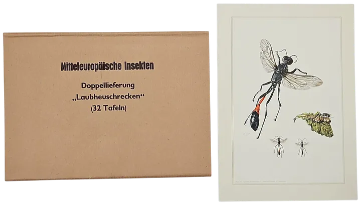 Mitteleuropäische Insekten - Anhangsweise Spinnentiere und Tausendfüssler - Erich Cramer - Bild 5