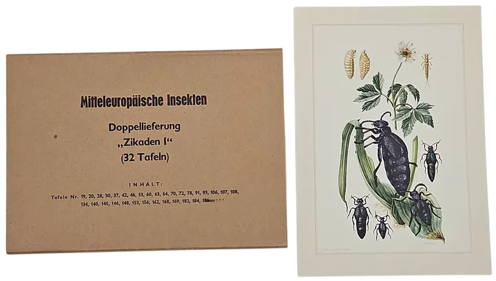 Mitteleuropäische Insekten - Anhangsweise Spinnentiere und Tausendfüssler - Erich Cramer - Bild 6