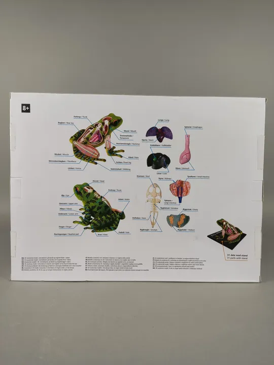 3D Anatomie-Modell - Frosch  - Bild 2