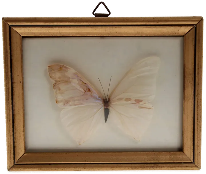 Gerahmter Präparierter Weißer Schmetterling - (wahrscheinlich Morpho polyphemus)  - Bild 1