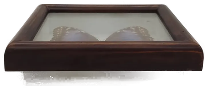  Präparierter Morpho-Schmetterling im Holzrahmen - Bild 2