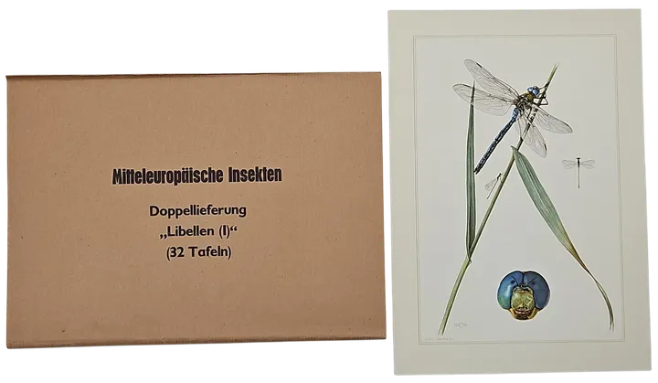 Mitteleuropäische Insekten - Anhangsweise Spinnentiere und Tausendfüssler - Erich Cramer - Bild 3