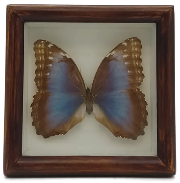  Präparierter Morpho-Schmetterling im Holzrahmen - Bild 1