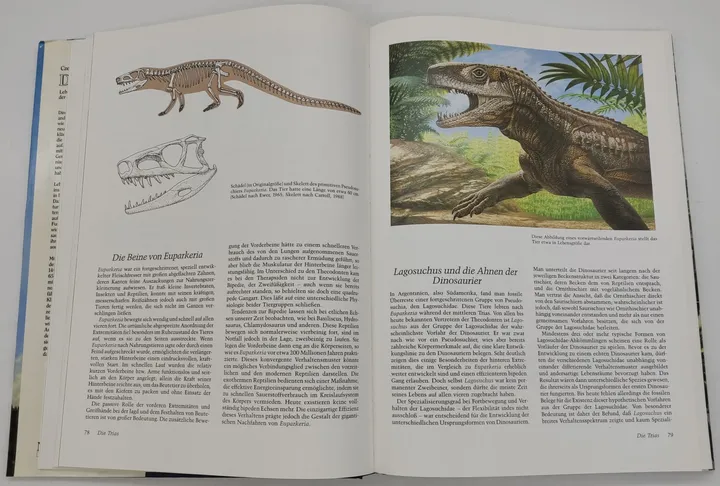 Buch Dinosaurier 