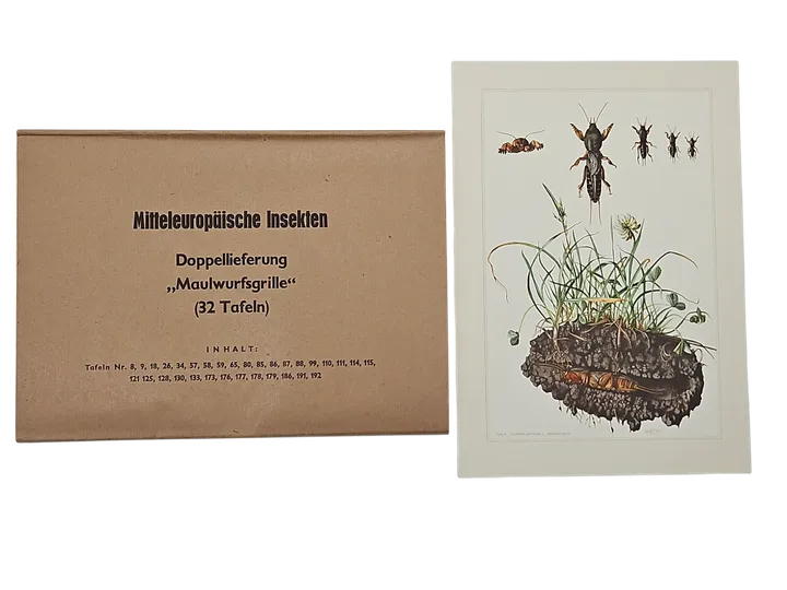 Mitteleuropäische Insekten - Anhangsweise Spinnentiere und Tausendfüssler - Erich Cramer - Bild 8