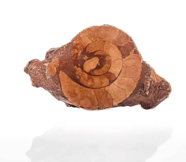 Ammonit Trias - Bild 1
