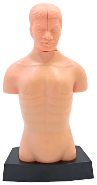 Anatomie Modell Torso des Menschen - Lehrmodell mit Organe  - Bild 3