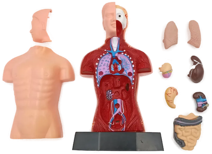 Anatomie Modell Torso des Menschen - Lehrmodell mit Organe  - Bild 1