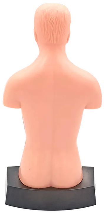 Anatomie Modell Torso des Menschen - Lehrmodell mit Organe  - Bild 4