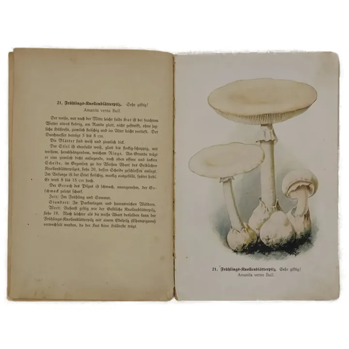 Buch 