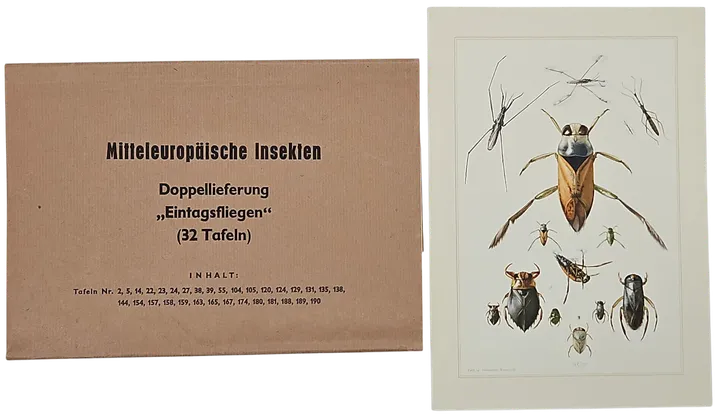 Mitteleuropäische Insekten - Anhangsweise Spinnentiere und Tausendfüssler - Erich Cramer - Bild 7